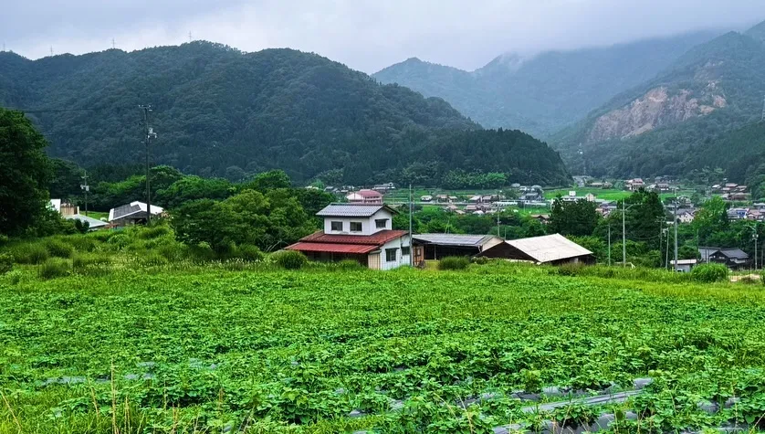 前回の投稿からしばらく期間が空きましたが、ブランドさつまいも...