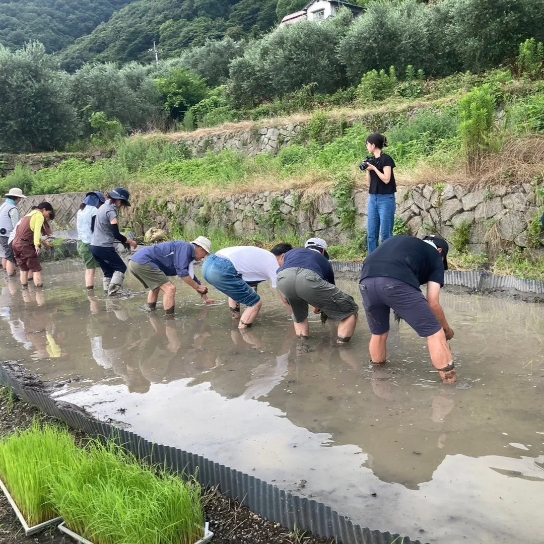 今日は自然農法の勉強会に参加し、田植えを行いました🌱✨