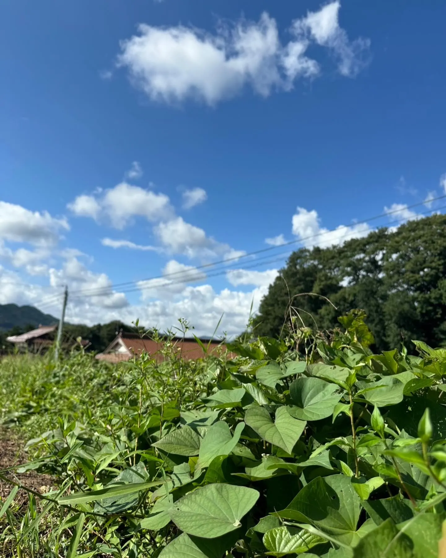 しっかりと葉っぱも大きくなったので、ついに試し掘りをしてみま...