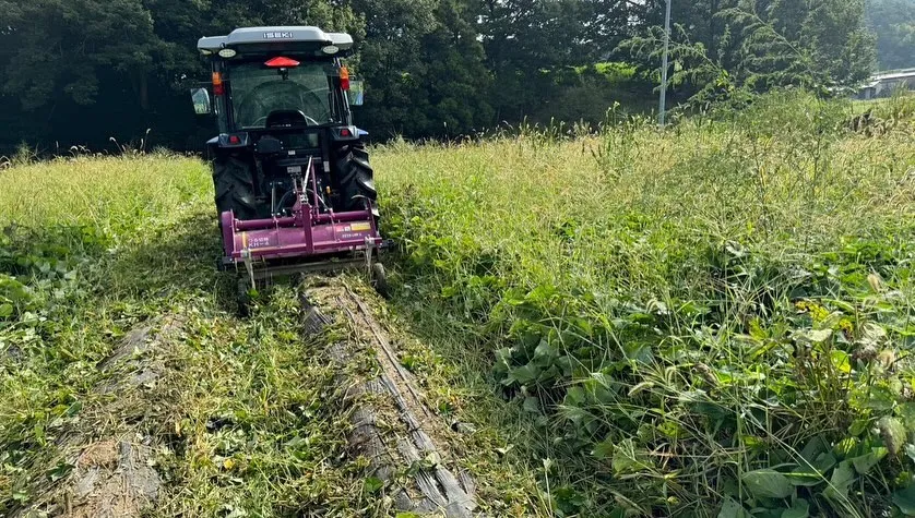 芋掘りの前準備として、つる切り作業を行いました！🍠✂️ 