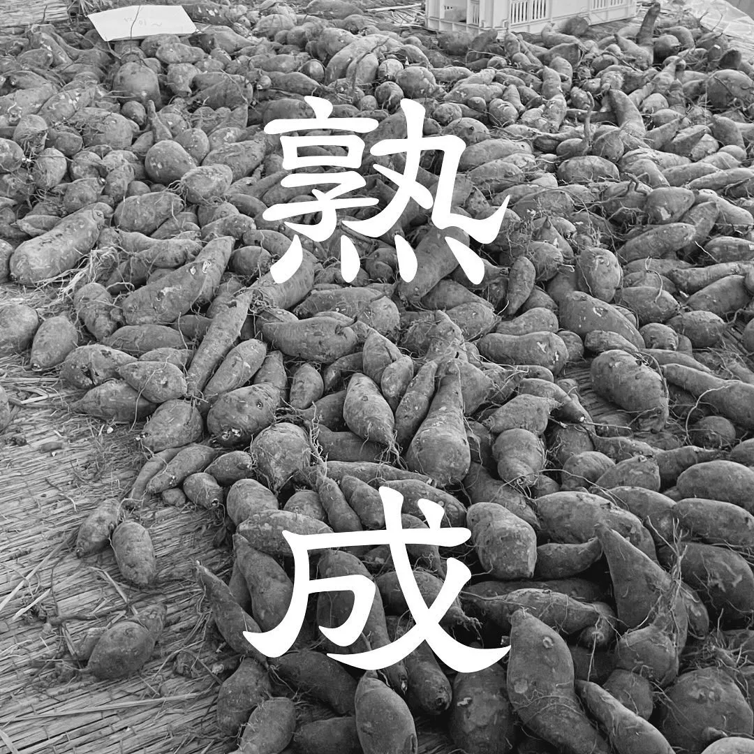 芋吟は「熟成」が美味しさの秘訣です🍠✨