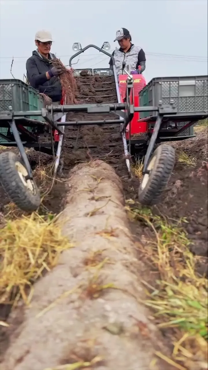 機械でさつまいもの収穫を行いました！🍠🚜