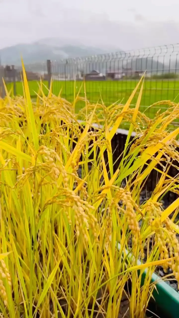 【自然農法で育てたお米、穂がしっかり垂れています🌾✨】