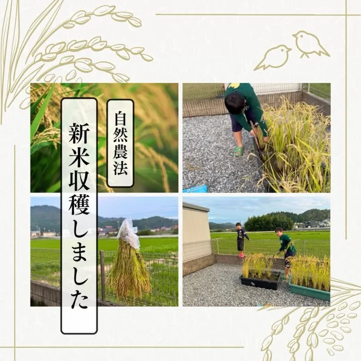 【自然農法のお米を収穫しました🌾✨】